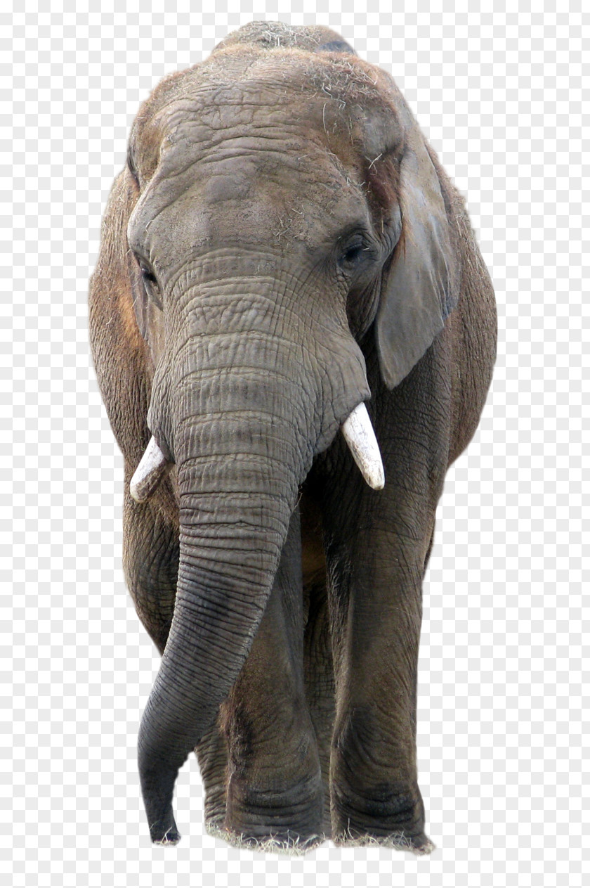Elephant PaintShop Pro PNG