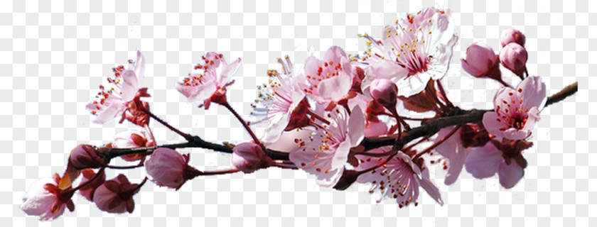 Flower Clip Art GIF Cherry Blossom PNG