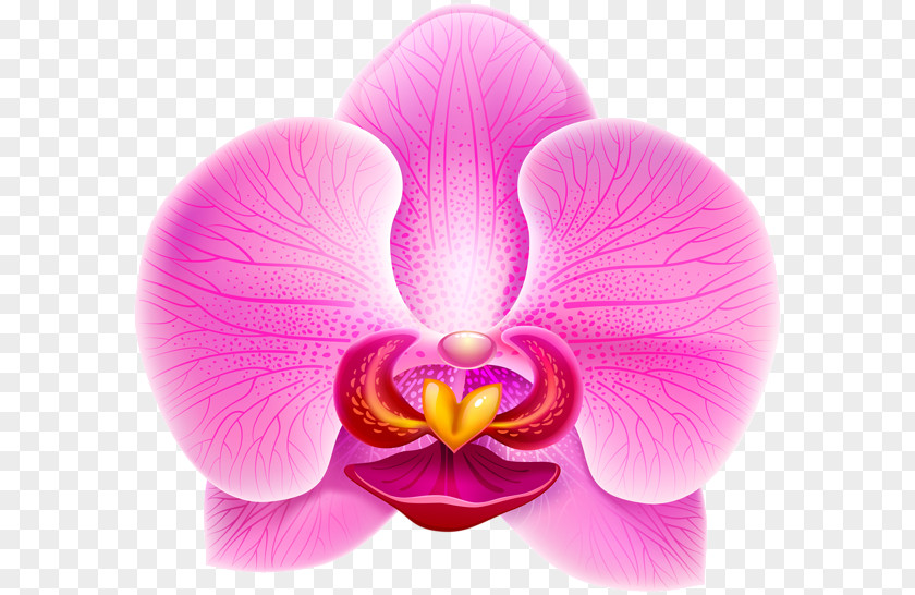 Orchid Orchids Violet Clip Art PNG