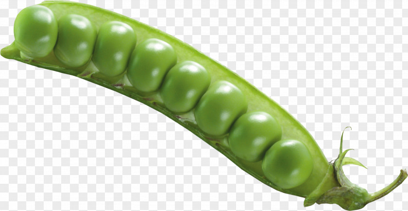 Pea PNG Vegetable Serrano Pepper Bird's Eye Chili PNG