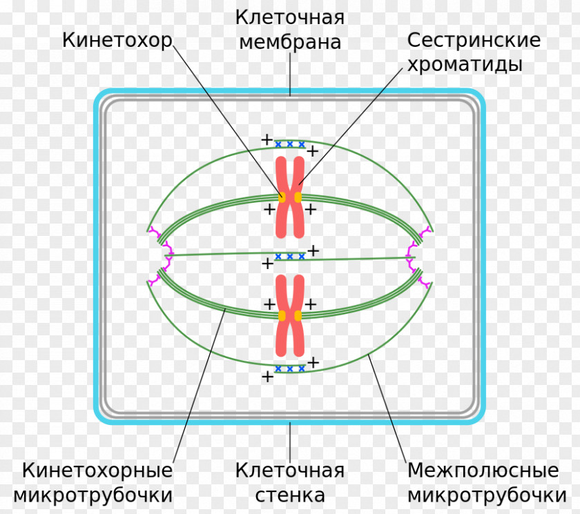 Plant Cell The Mitotic Spindle: Methods And Protocols Spindle Apparatus Mitosis PNG