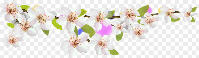 Beautiful Cherry Material Petal Blossom Flower PNG