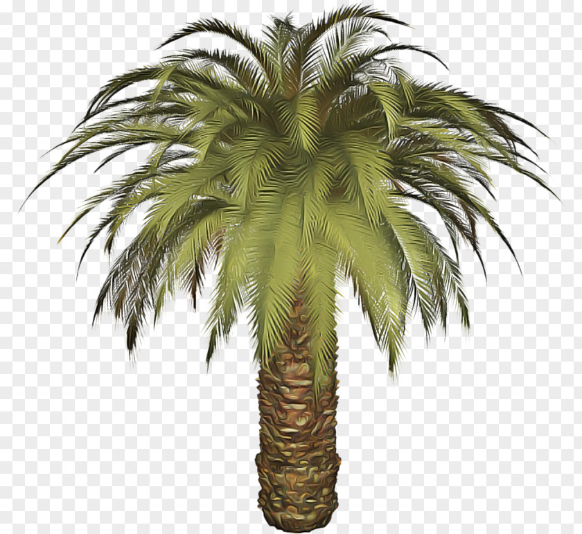 Borassus Flabellifer Elaeis Palm Tree PNG