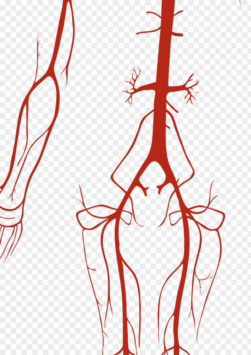 Heart Circulatory System Artery Human Body Vein Anatomy PNG