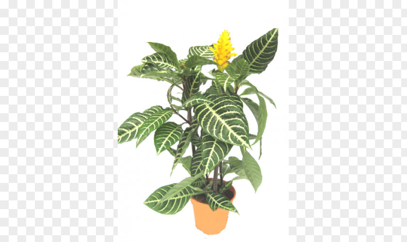 Leaf Flowerpot Houseplant Plant Stem Tree PNG