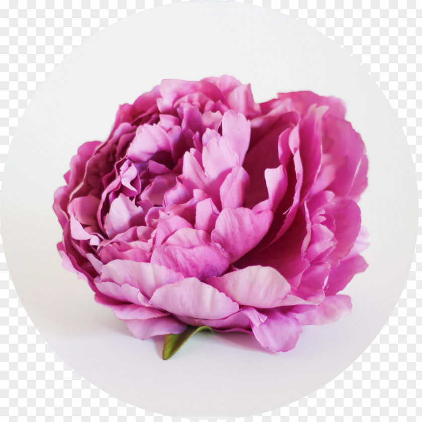 Peony Cabbage Rose Cut Flowers Quantity Price PNG