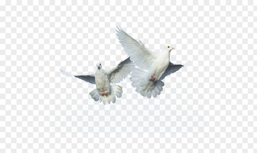 Bird Domestic Pigeon Columbidae Flight PNG