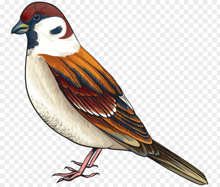 Bird Finch Clip Art PNG