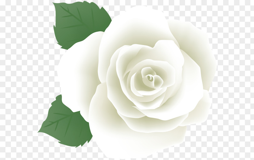 Bouquet2 Transparency And Translucency Garden Roses Image Floribunda Cabbage Rose PNG