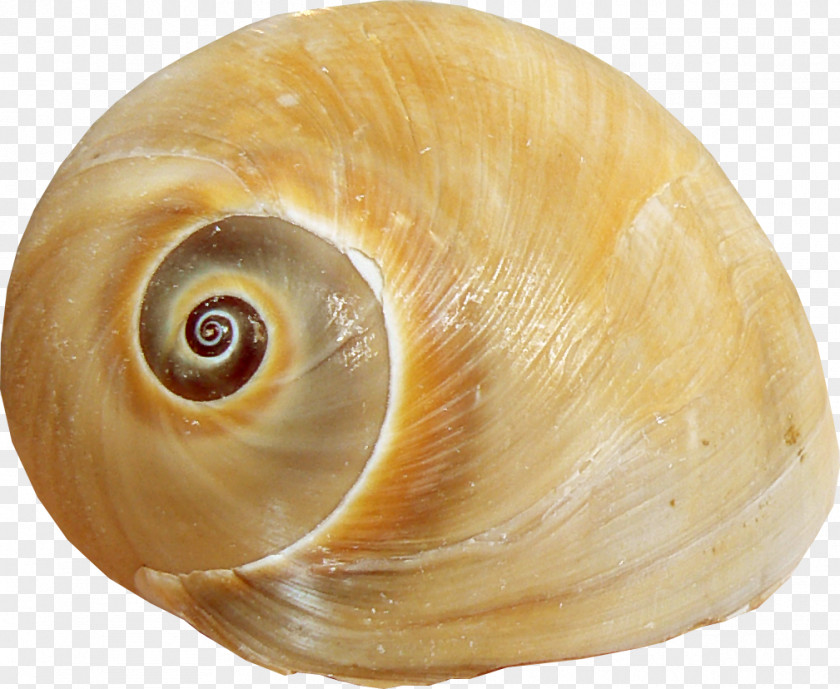 Brown Texture Conch Sea Snail Seashell Lymnaeidae PNG