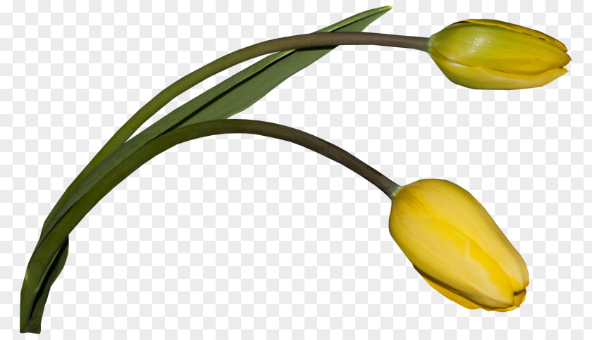 Flower Download Cartoon Plant Stem PNG