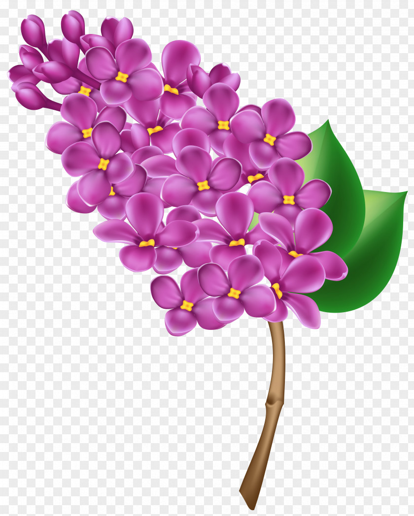 Lilac Transparent Clip Art Image Flower PNG