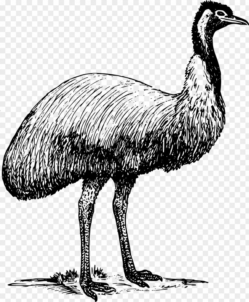 Ostrich Common Emu Clip Art PNG