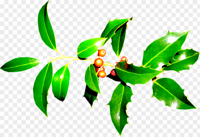 Plant Stem Branch Christmas Holly Ilex PNG