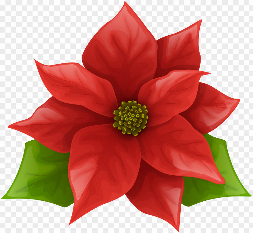 Christmas Poinsettia Clip Art Image PNG