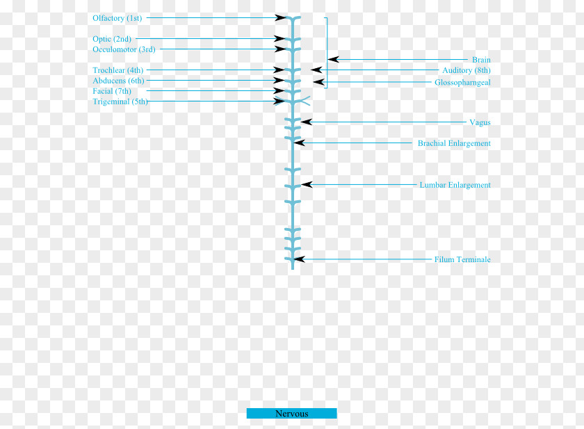 Circulatory System Of Frog Line Angle Point Font PNG