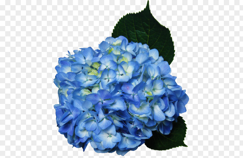 Cornales Cut Flowers Flower Blue Hydrangea Hydrangeaceae Petal PNG