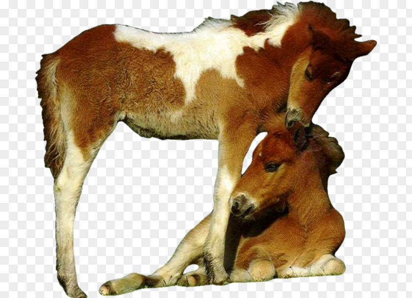 Mustang Foal Pony Donkey Onager PNG