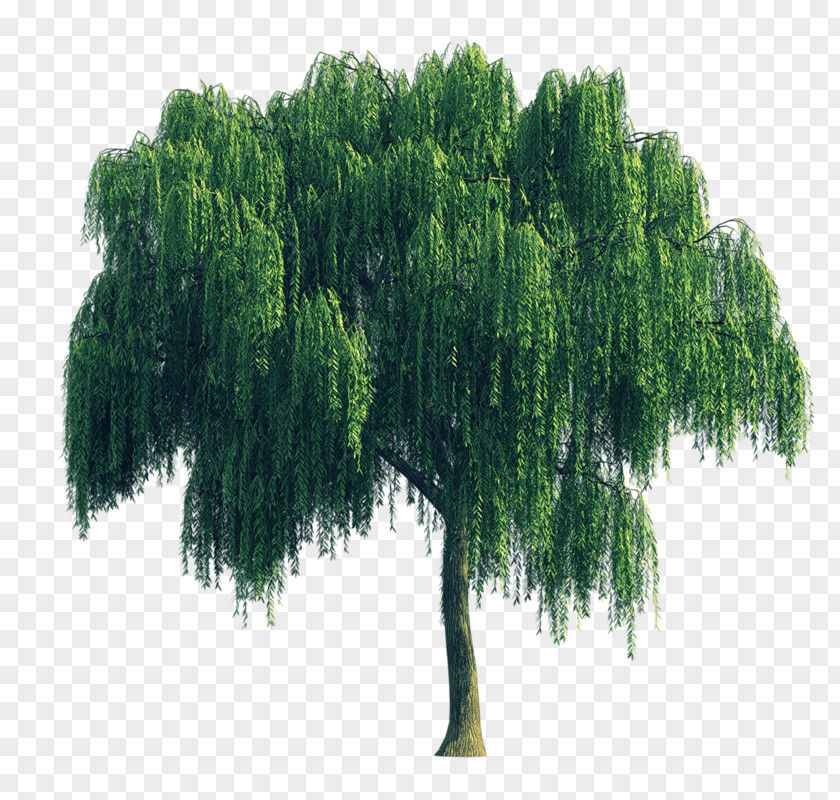 Tree Weeping Willow PNG