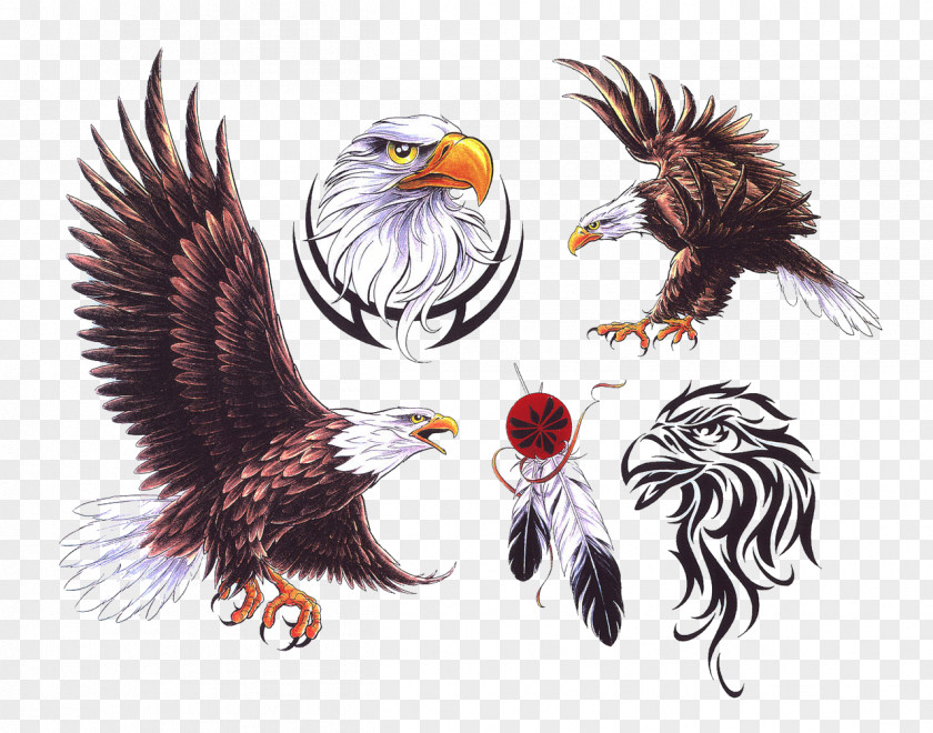 Eagle NZ Ink Tattoo Studio Bird PNG
