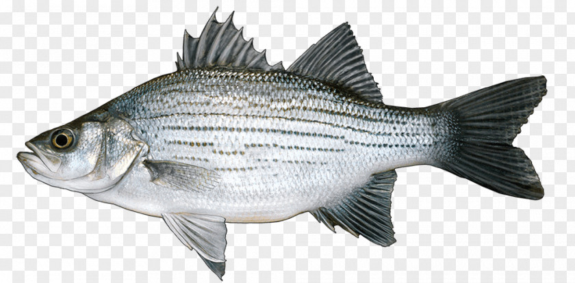 Freshwater Rock Bass Fishing Barramundi White PNG