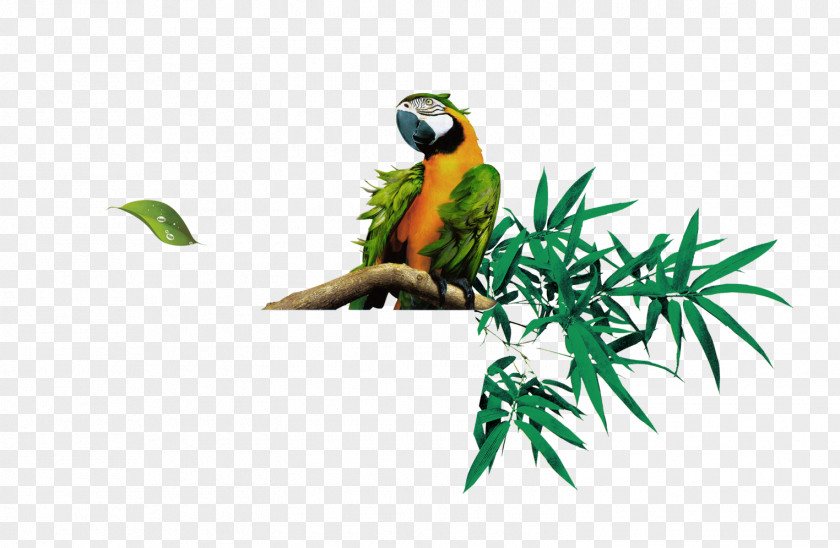 Parrot Bamboo Leaf Euclidean Vector PNG