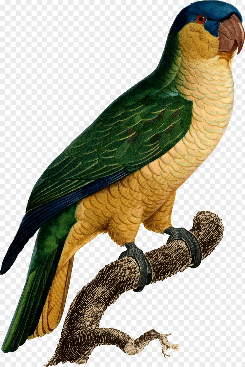 Parrot Budgerigar Macaw Bird Histoire Naturelle Des Perroquets PNG