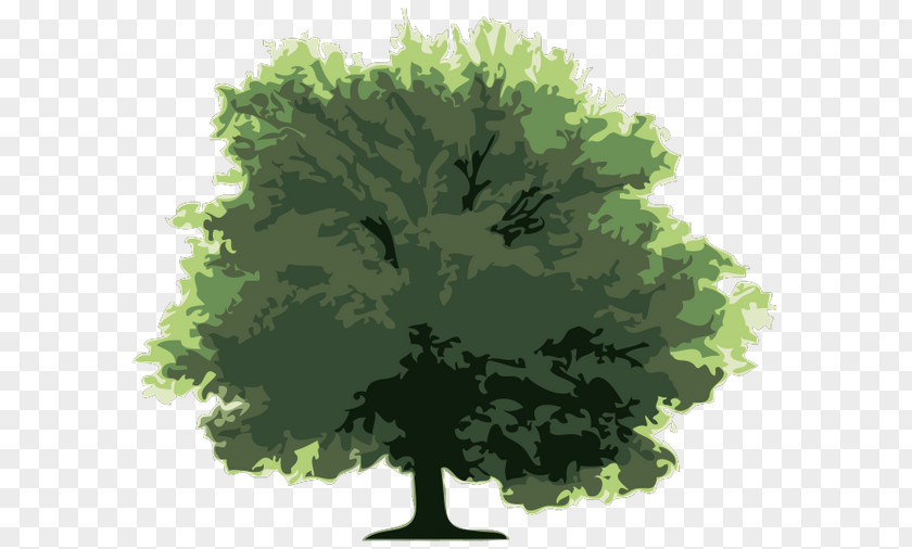 Tree Element PNG