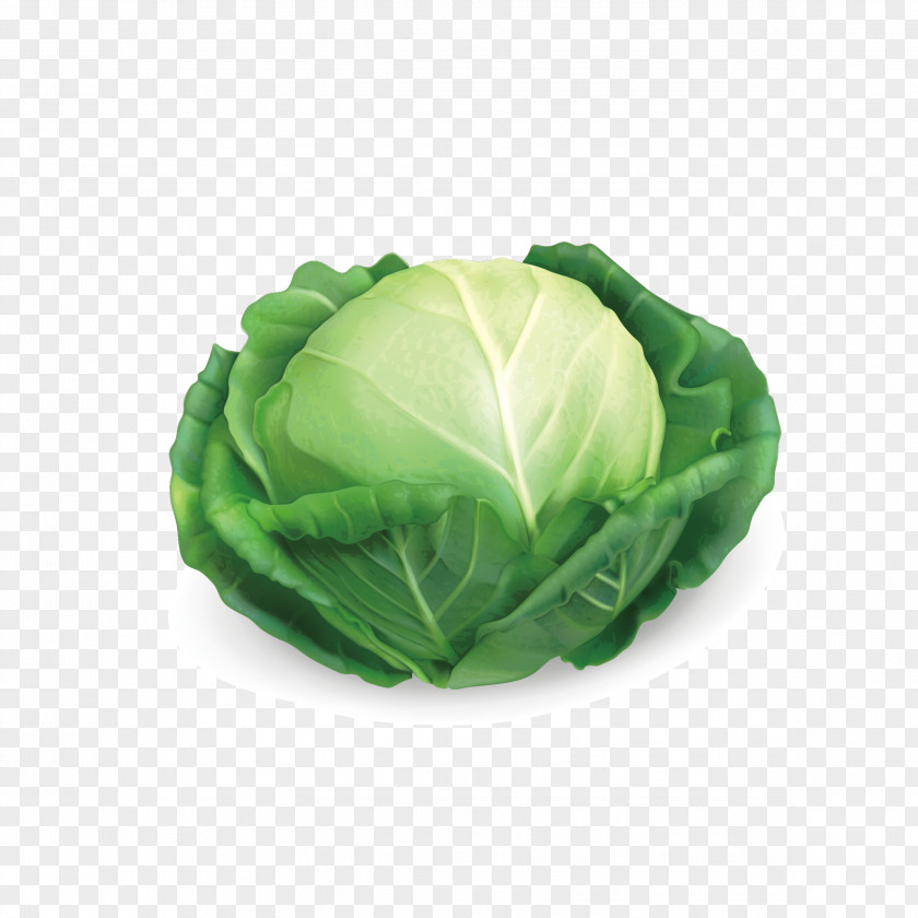 Vector Cabbage Red Savoy Chinese PNG