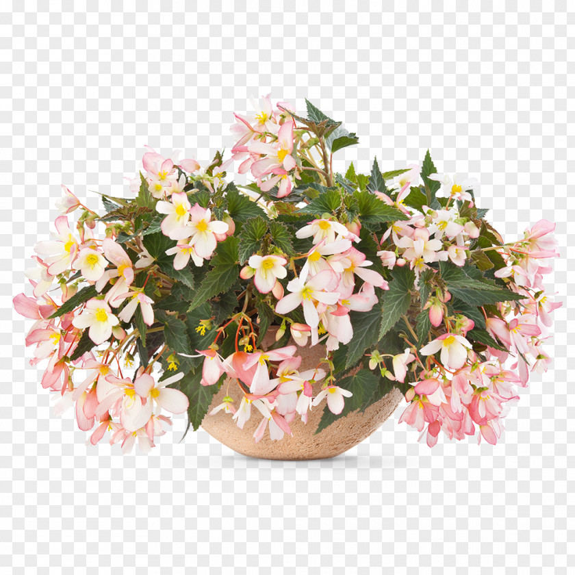 Flower Begonia Angel Falls Waterfall Annual Plant PNG