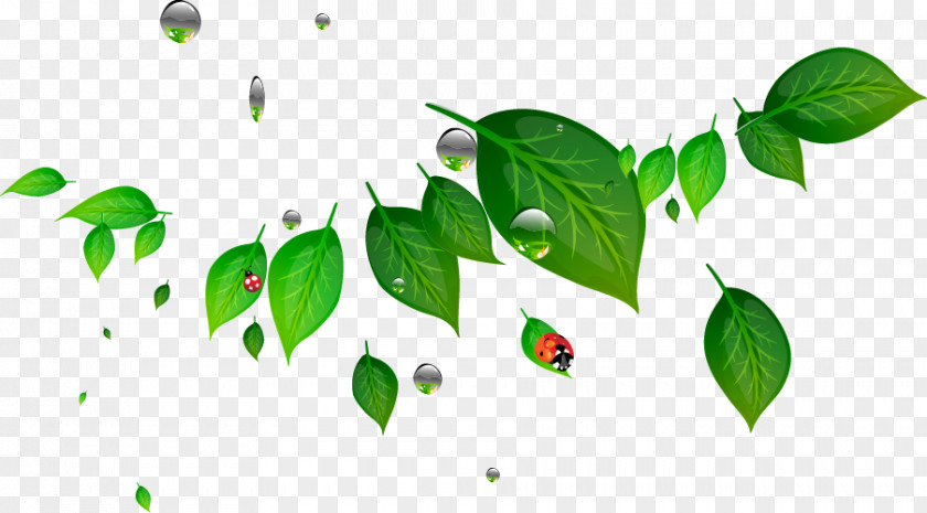 Green Leaf Ladybug Clip Art PNG