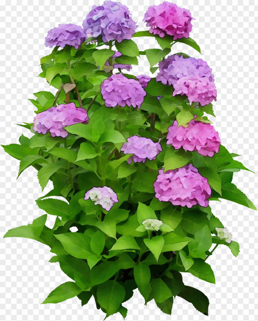 Hydrangea Annual Plant Shrub Houseplant Plants PNG