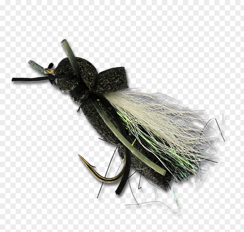 Insect Cricket PNG