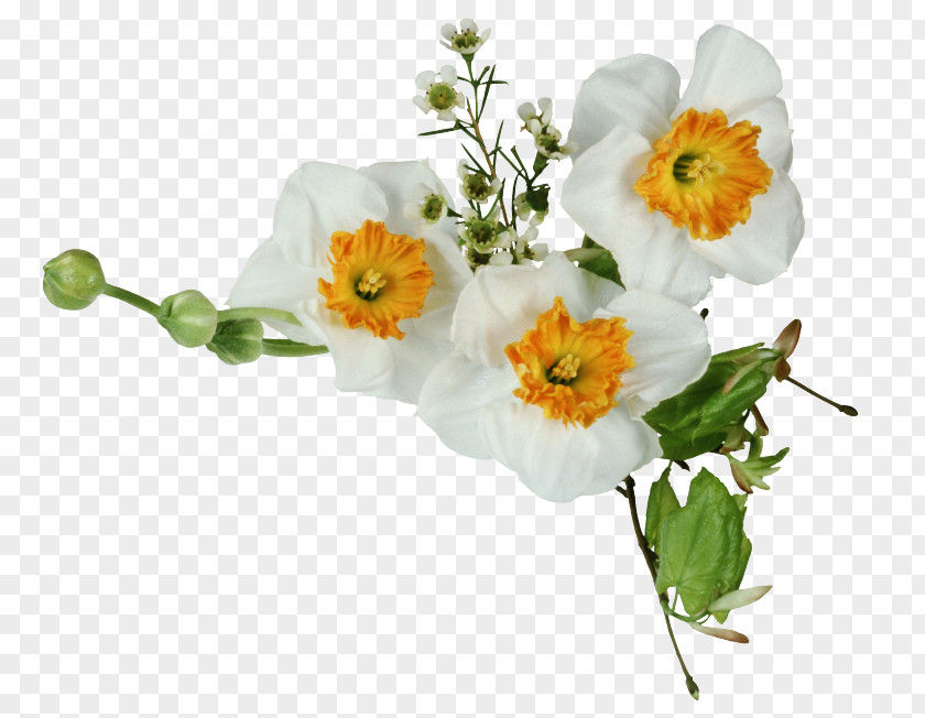 Rosa Sericea Artificial Flower PNG