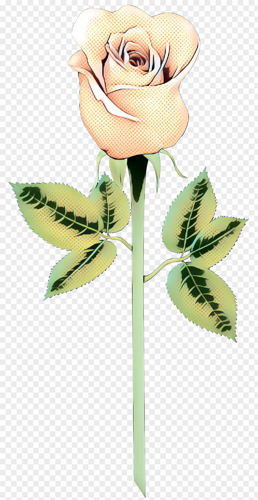 Rose Family Pedicel Flowers Background PNG