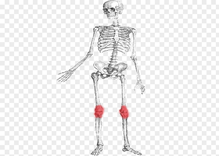 Skeleton Hip Human Bone Muscle PNG