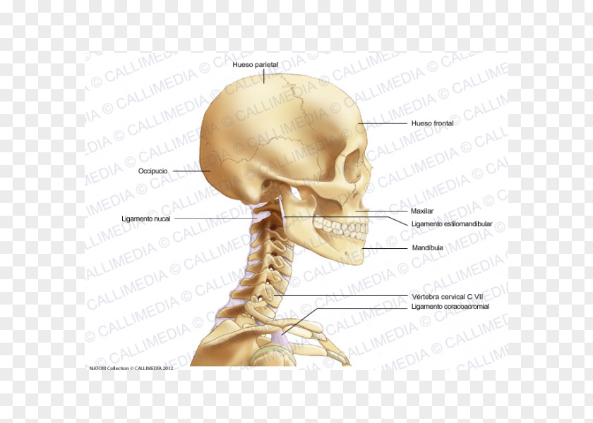 Skull Bone Head And Neck Anatomy PNG
