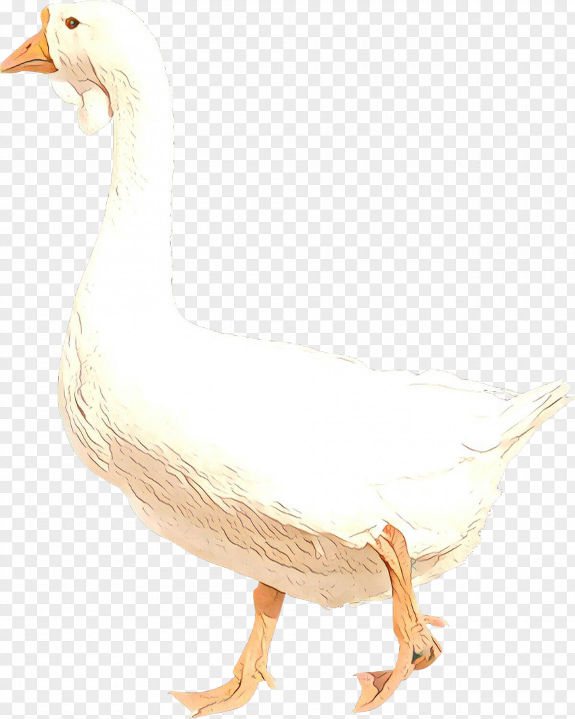 Snow Goose Drawing Bird Water Duck Beak PNG