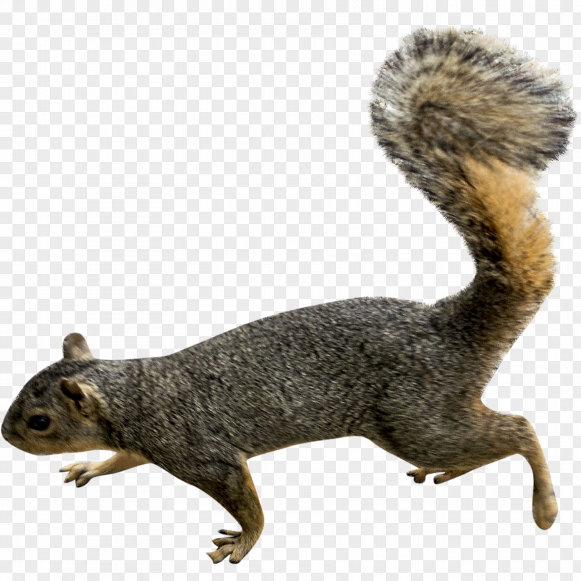 Squirrel Rodent Clip Art PNG