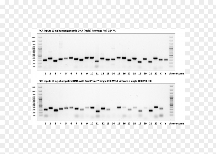 Taq Polymerase Cell DNA Electrophoresis Chain Reaction Primer PNG