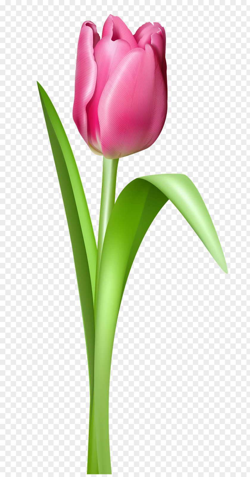 Tulip Indira Gandhi Memorial Garden Pink Clip Art PNG