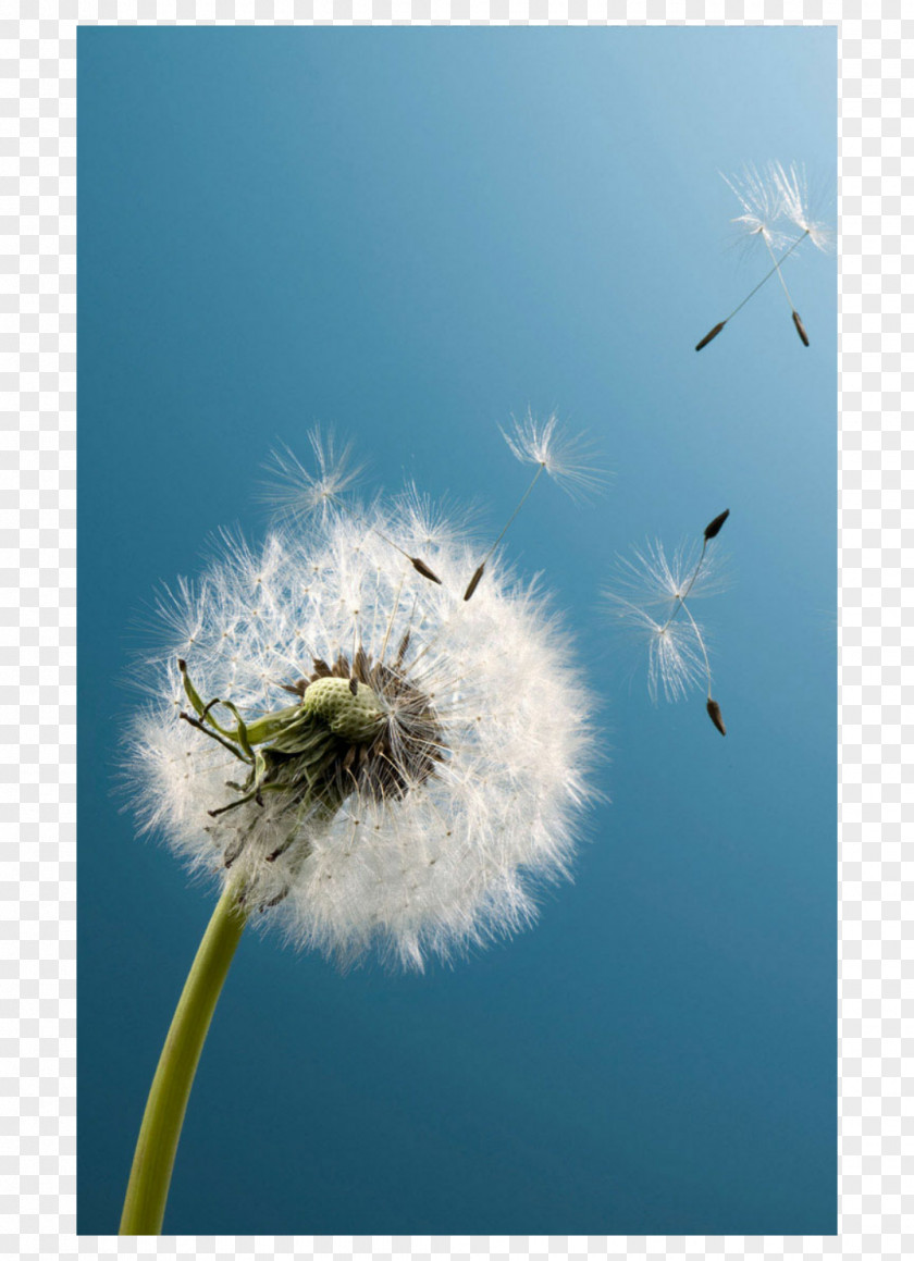 Dandelion Desktop Wallpaper Flower Mobile Phones PNG