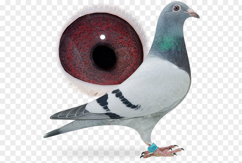 Pigeon Dangling Ring Columbidae Domestic Bird Release Dove Racing PNG