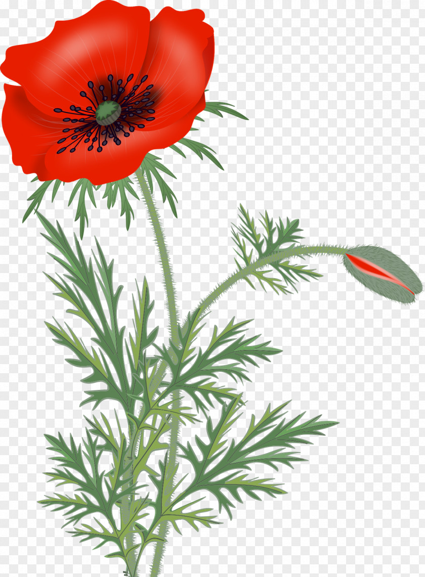 Poppy Remembrance Flower Clip Art PNG