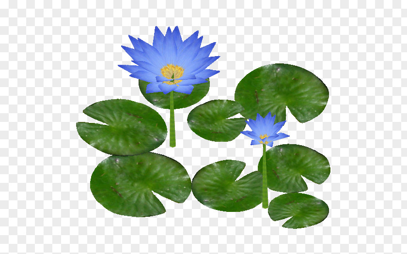 Water Lily Clipart PNG