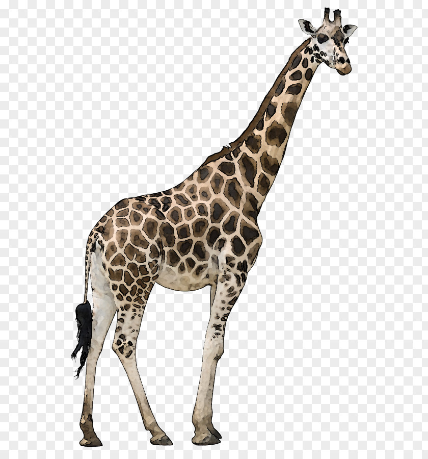 Animal Wildlife Cliparts Reticulated Giraffe Okapi Stock Photography Stock.xchng Royalty-free PNG