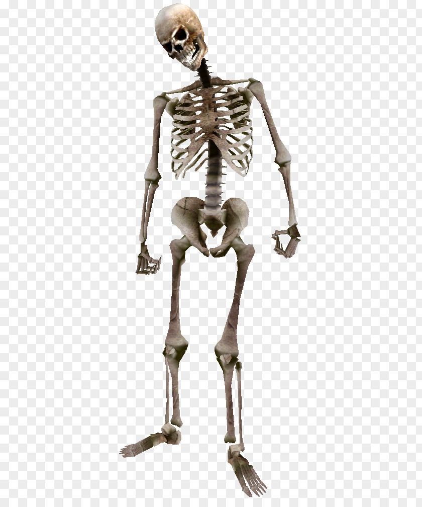 Beast Oblivion Skeleton The Elder Scrolls: Arena Human Bone PNG