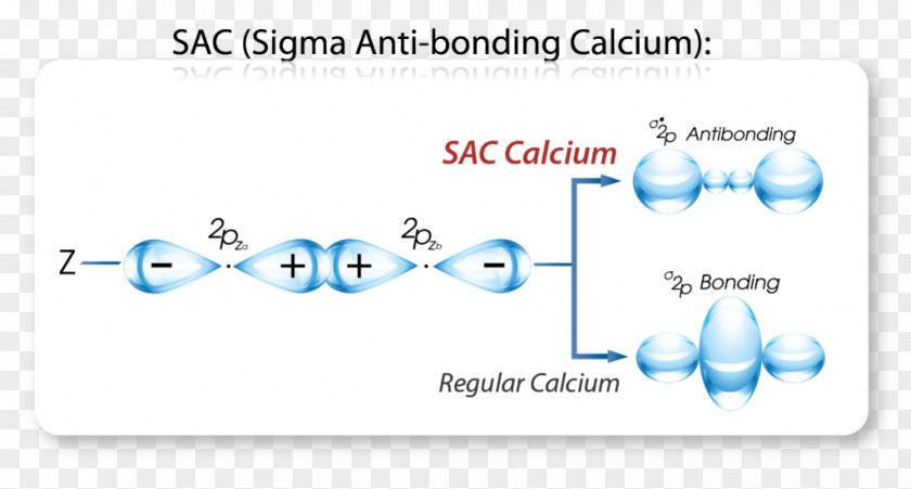 Calcium-binding Protein Serum Marah Natural PNG