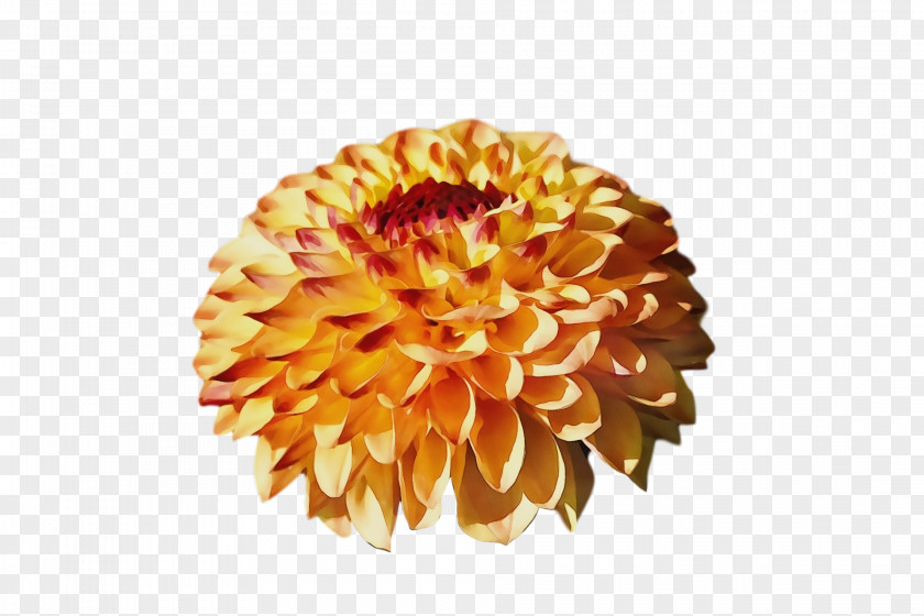 Chrysanthemum Cut Flowers Dahlia Petal Flower PNG