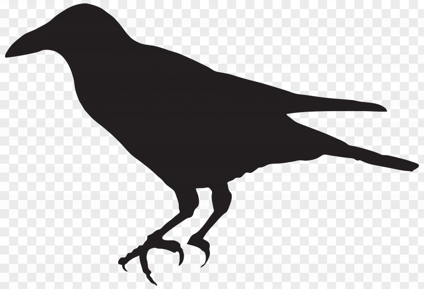 Crow Bird Silhouette Clip Art PNG